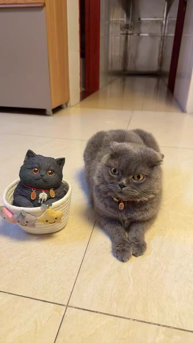 【Customize with Your Image】Giant Handmade Cat Squishy - Poke >_<